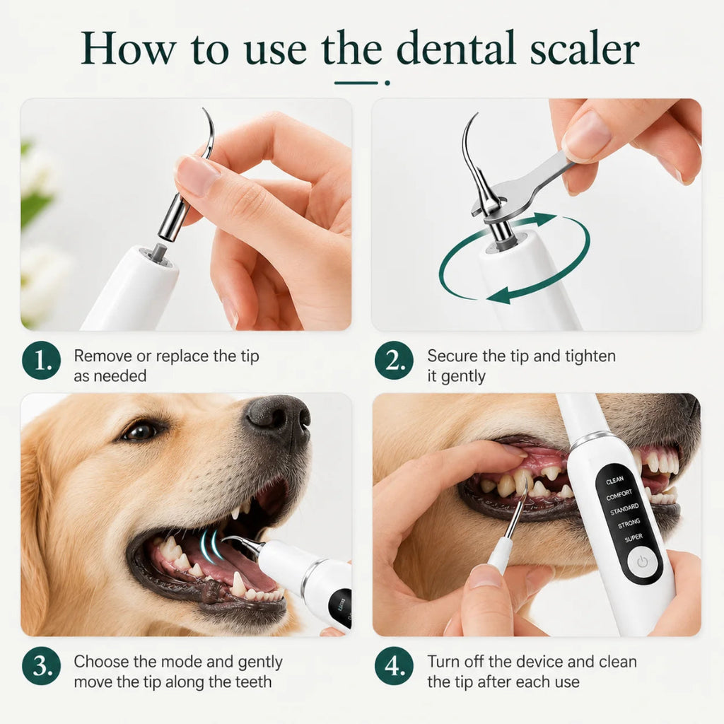 Step-by-step visual guide on how to change tips and safely use the Detixy ultrasonic tooth scraper on a dog's teeth.