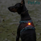 Black Doberman wearing a dog harness with a glowing red Petifo LED safety light.
