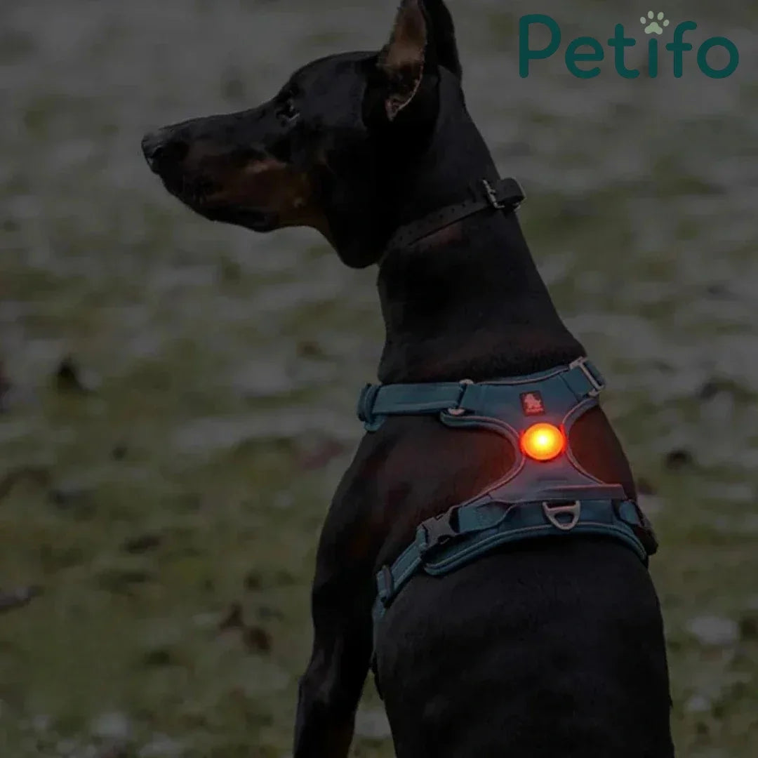Black Doberman wearing a dog harness with a glowing red Petifo LED safety light.