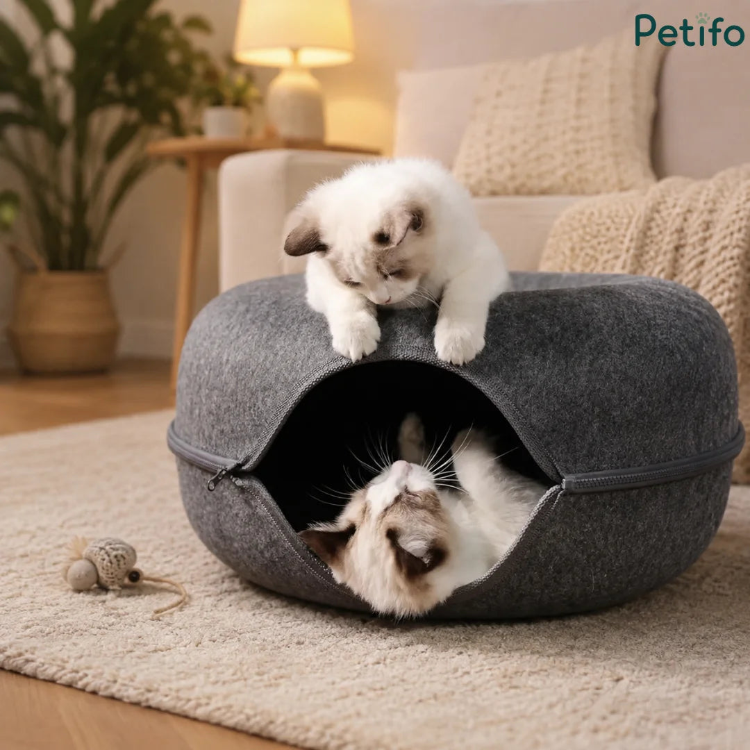 Cute white kittens playing inside and on top of a gray felt doughnut tunnel bed in a cozy living room.