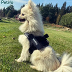 A fluffy white Pomeranian dog sitting in a grassy park wearing a black "Detixy" harness under a clear blue sky.