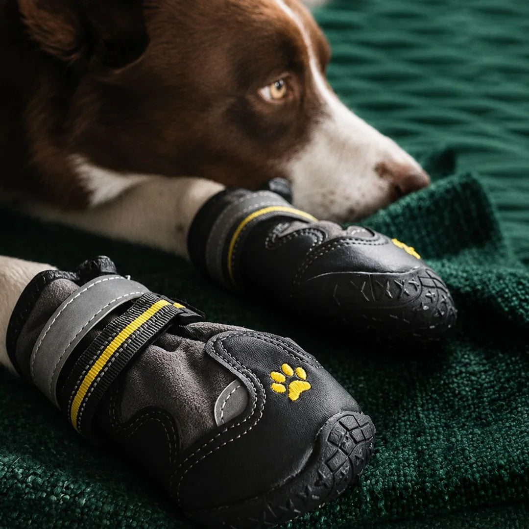 Cute brown and white dog resting indoors while wearing cozy black and grey protective paw booties.