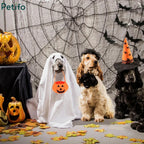 Three dogs dressed in Halloween costumes with a spooky backdrop of fake spider webs, carved pumpkins, and flying bats.