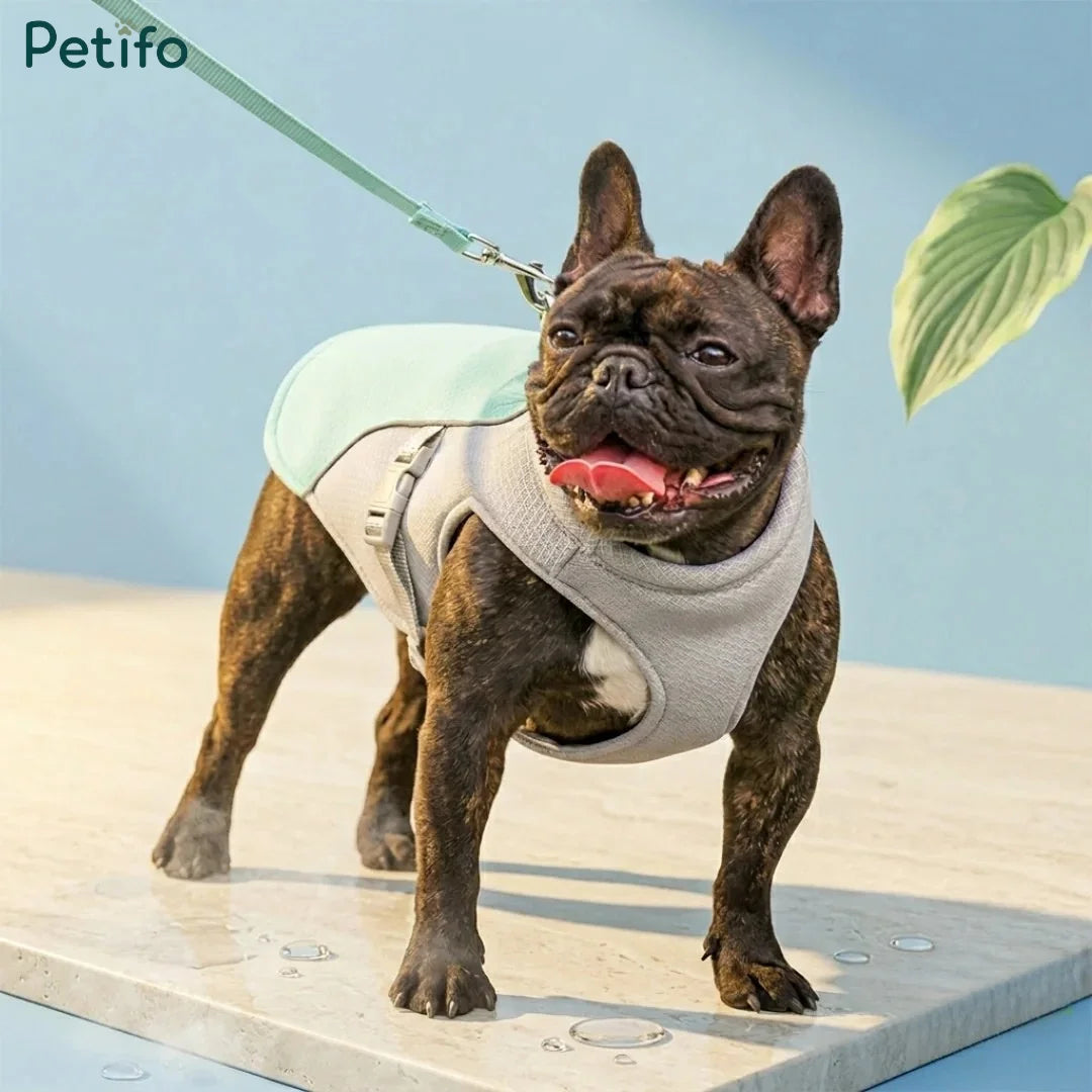 Brindle French Bulldog wearing a light blue cooling vest with a leash attached.