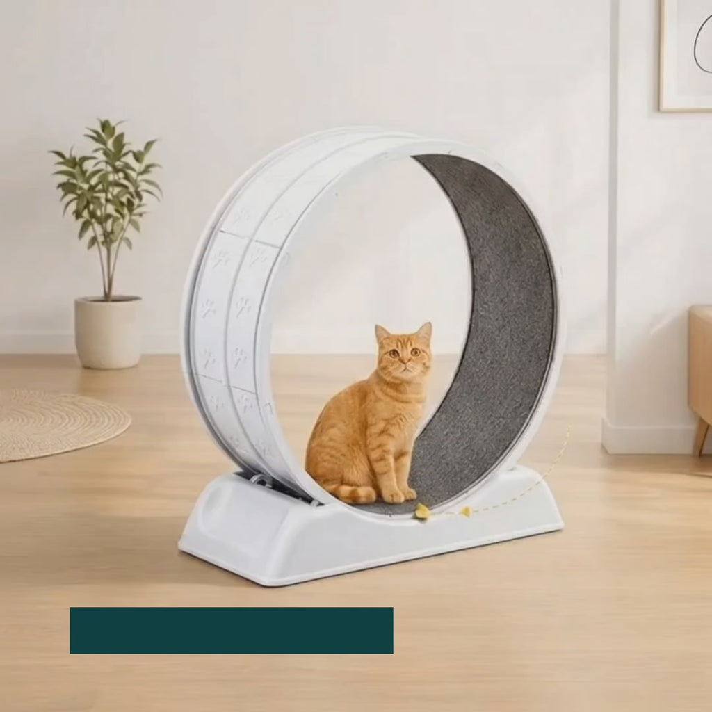 Cat running on the exercise wheel indoors – Petifo