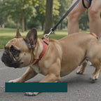 Clipping on the semi-choke collar engraved with the dog's name – Petifo