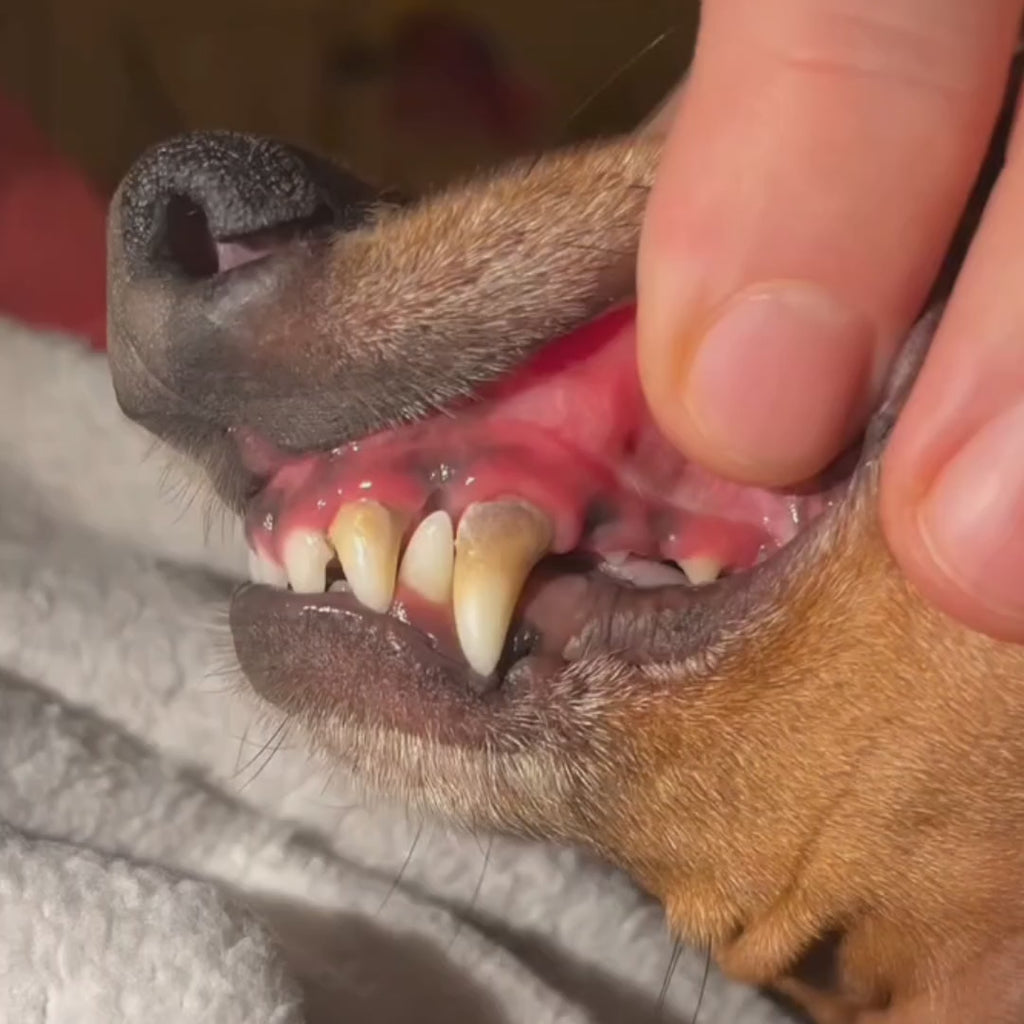 Detixy ultrasonic tartar scraper cleaning a dog's teeth – Petifo