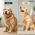 Side-by-side comparison of a golden retriever showing a shaggy, untamed coat before grooming and a smooth, fluffy coat after grooming.