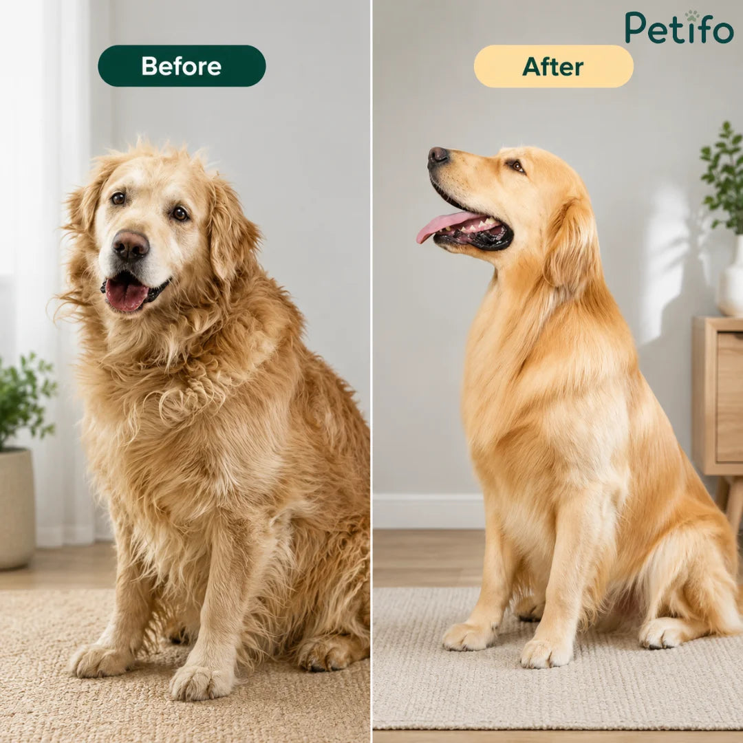 Side-by-side comparison of a golden retriever showing a shaggy, untamed coat before grooming and a smooth, fluffy coat after grooming.