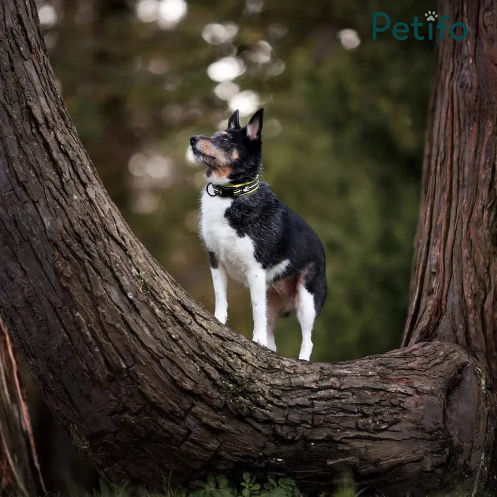 A small black and white dog wearing a Petifo collar, standing on a thick, dark tree branch in a wooded area.