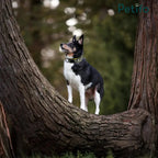 A small black and white dog wearing a Petifo collar, standing on a thick, dark tree branch in a wooded area.